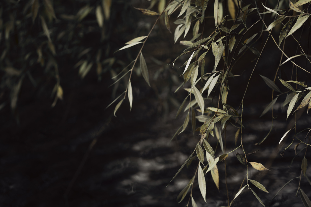Moody willow tree leaves in wind, dark nature aesthetic